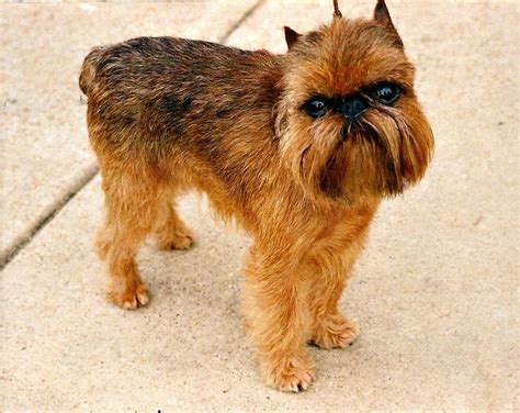brussels griffon hypoallergenic